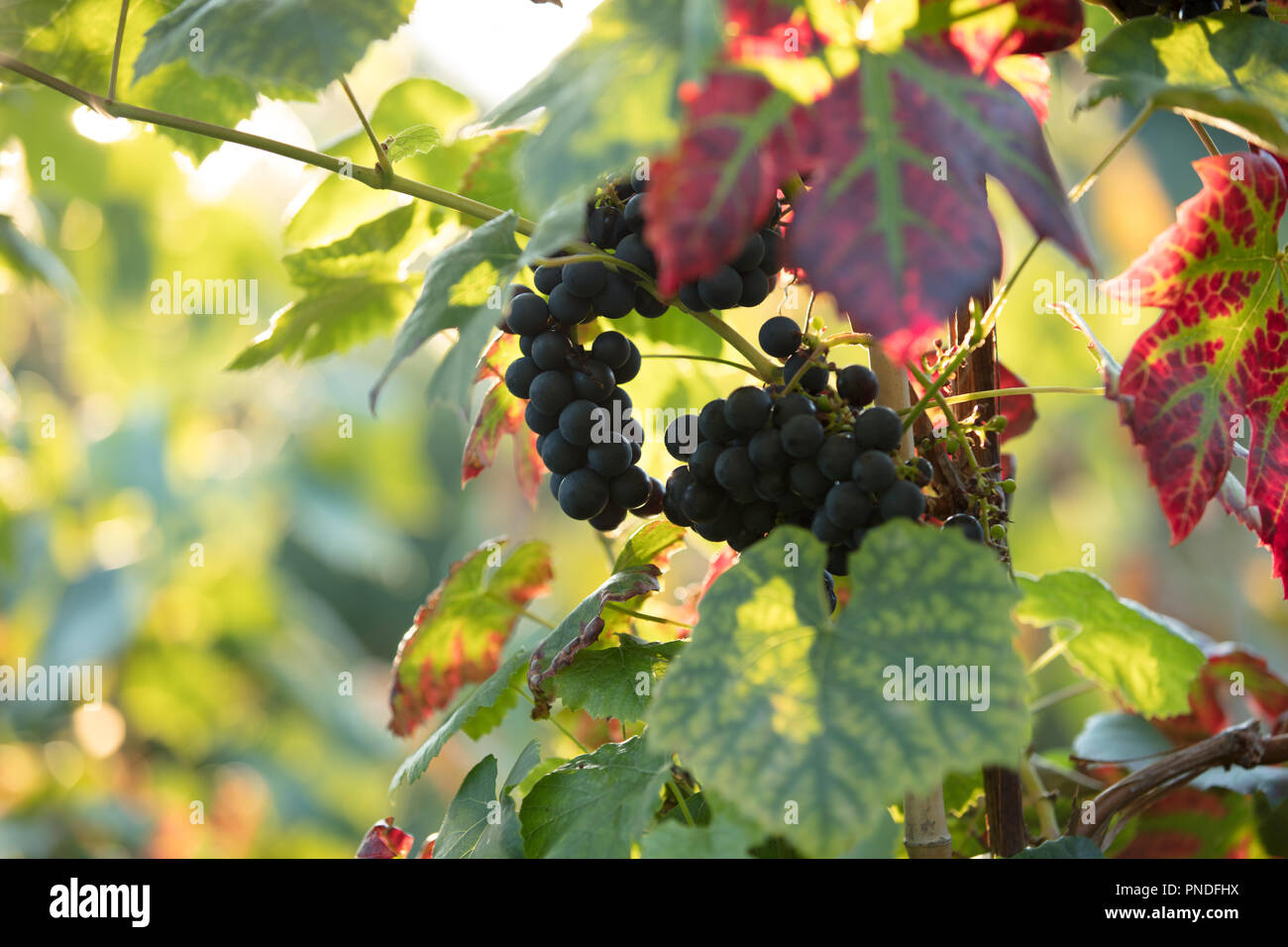 Backlit leaves of a grape vine turning red hires stock photography and