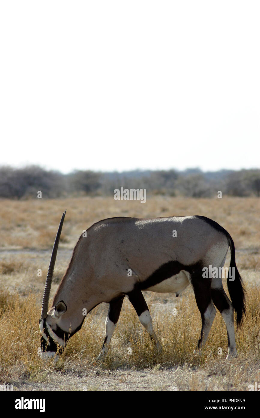 A road trip across Namibia from Etosha to Sossusvlei Stock Photo