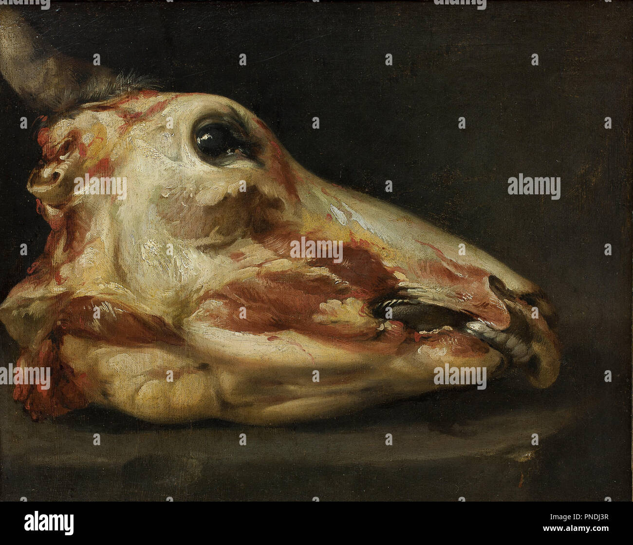 Skinned Head of a Young Bull. Date/Period: Ca. 1690. Painting. Oil on canvas. Height: 571 mm (22.48 in); Width: 706 mm (27.79 in). Author: FELICE BOSELLI. Stock Photo