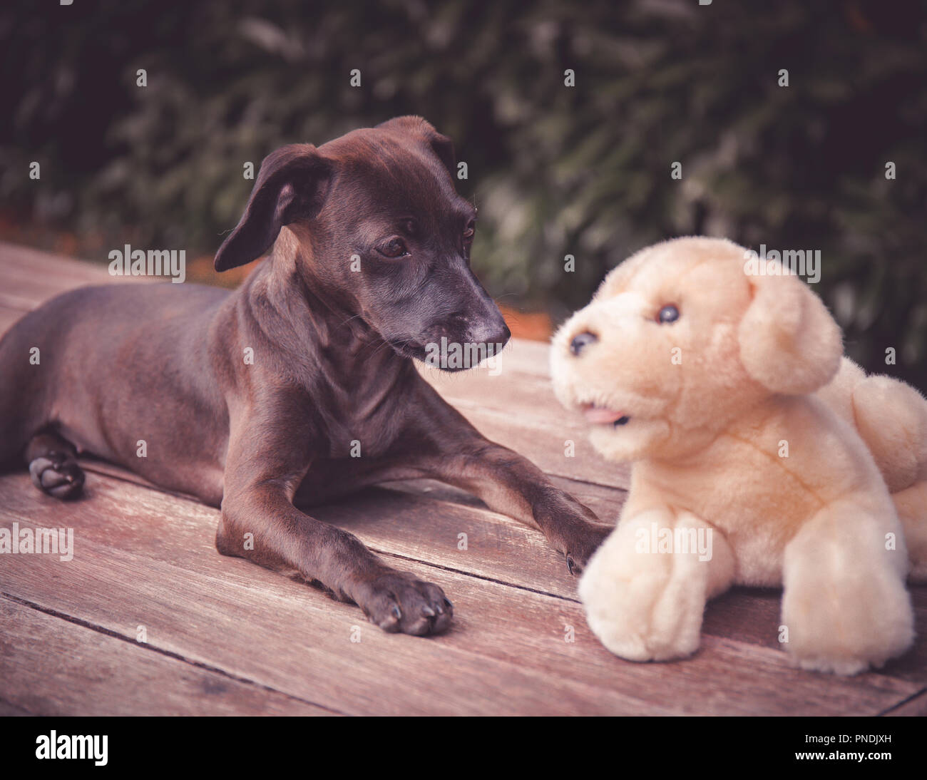 Puppy love Stock Photo