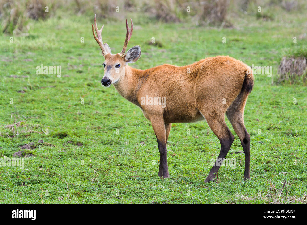 A male marsh deer photographed in the Corrientes province of Argentina Stock Photo