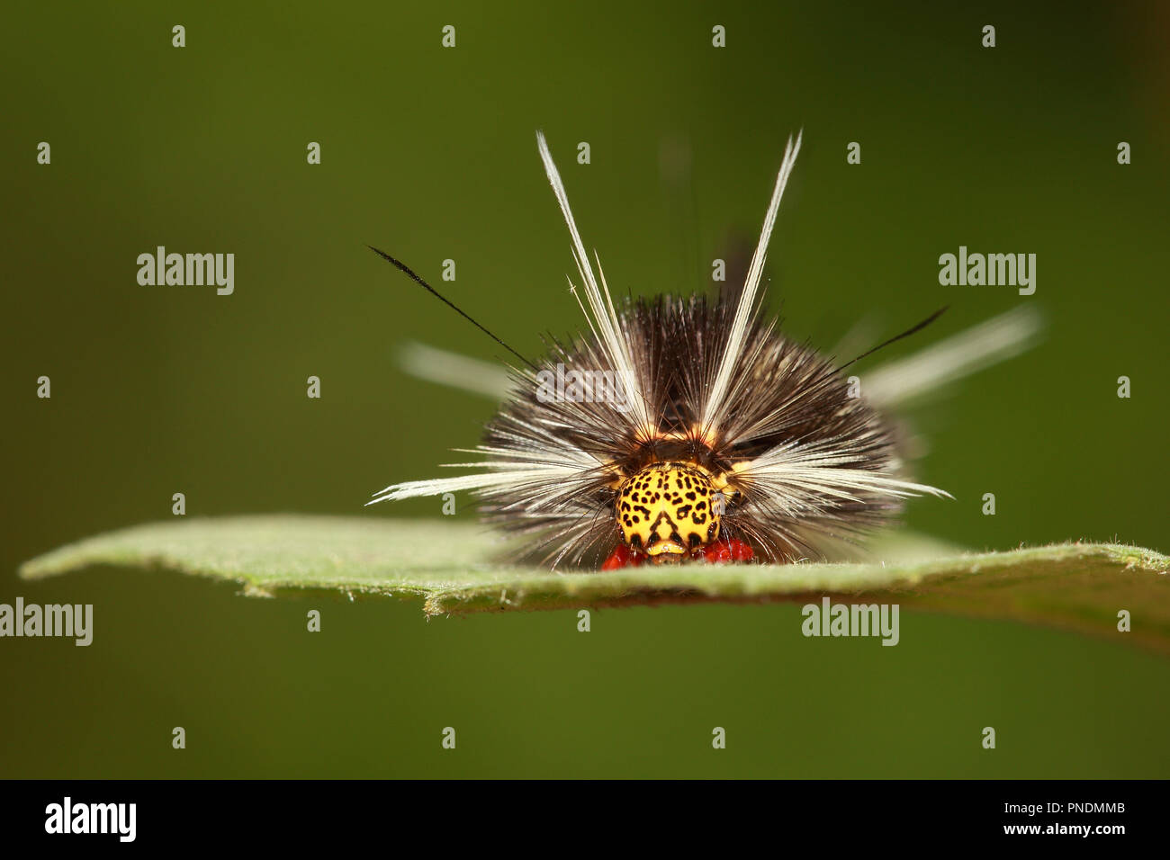 Hairy colorful caterpillar hi-res stock photography and images - Alamy