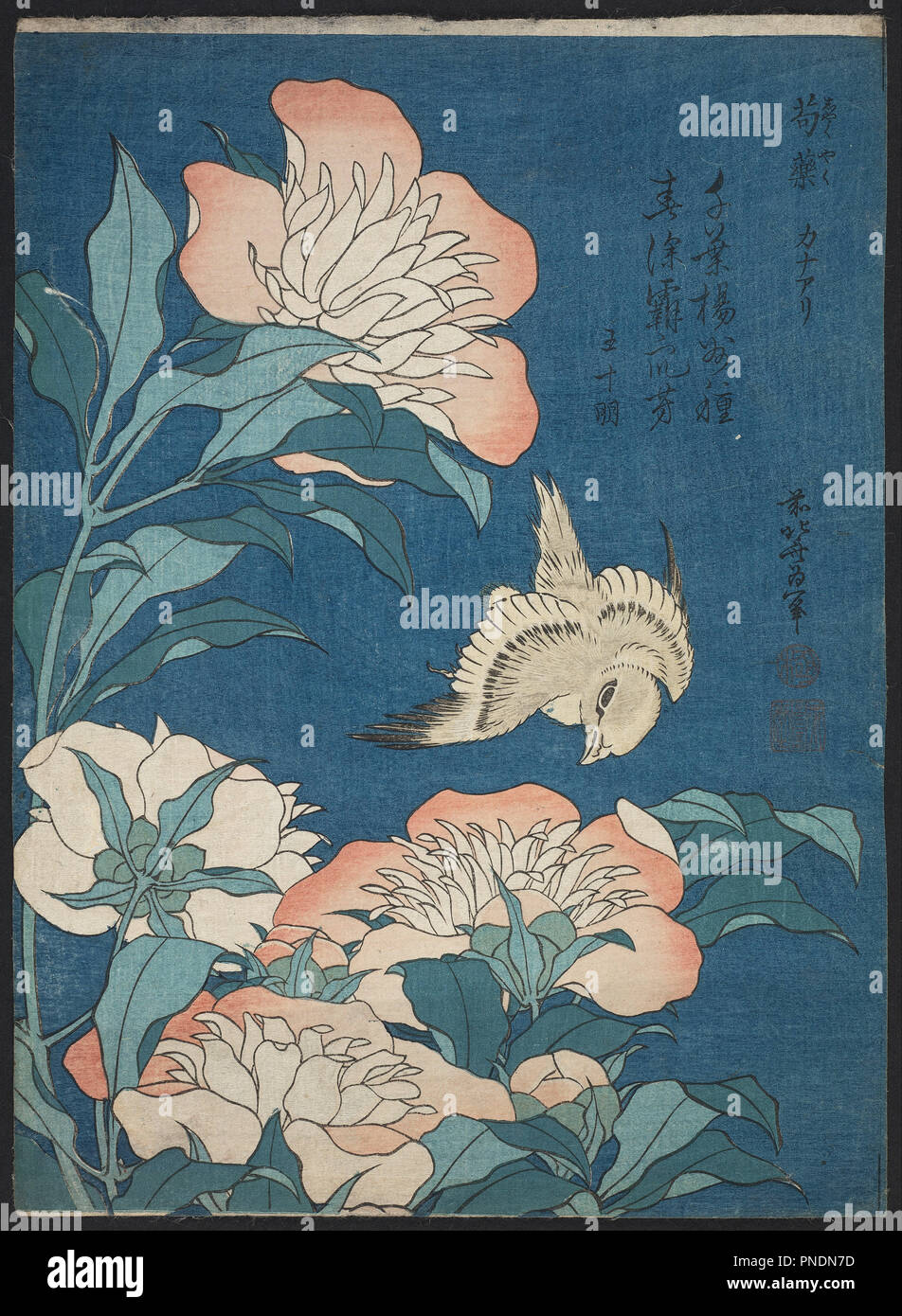 Peonies and Canary (Shakuyaku, kanaari), from an untitled series known as Small Flowers. Date/Period: Ca. 1834 (Tenpo 5). Print. Woodblock print (nishiki-e); ink and color on paper. Height: 259 mm (10.19 in); Width: 190 mm (7.48 in). Author: HOKUSAI, KATSUSHIKA. Stock Photo