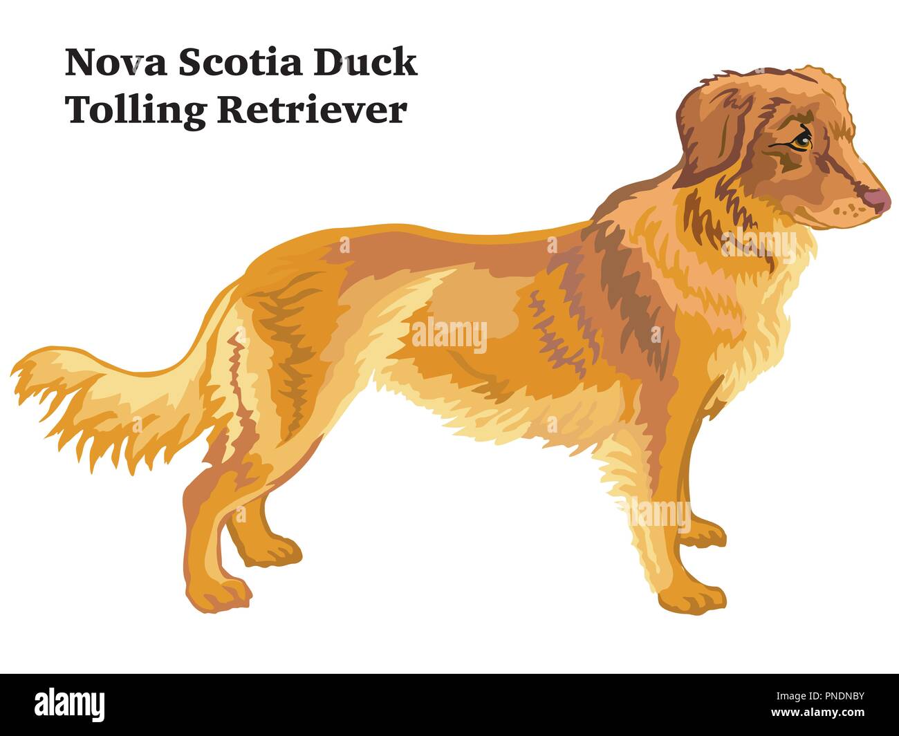 Portrait of standing in profile Nova Scotia Duck Tolling Retriever dog, vector colorful illustration isolated on white background Stock Vector