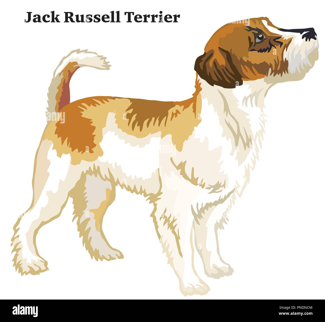 Portrait of standing in profile Jack Russell Terrier dog, vector ...