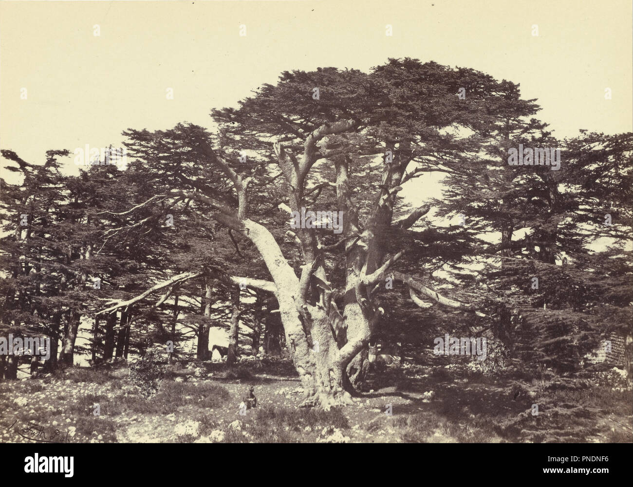 The Largest of the Cedars, Mount Lebanon. Date/Period: Negative 1856 - 1860; print 1862 - 1863. Print. Albumen silver. Height: 162 mm (6.37 in); Width: 230 mm (9.05 in). Author: Francis Frith. Stock Photo