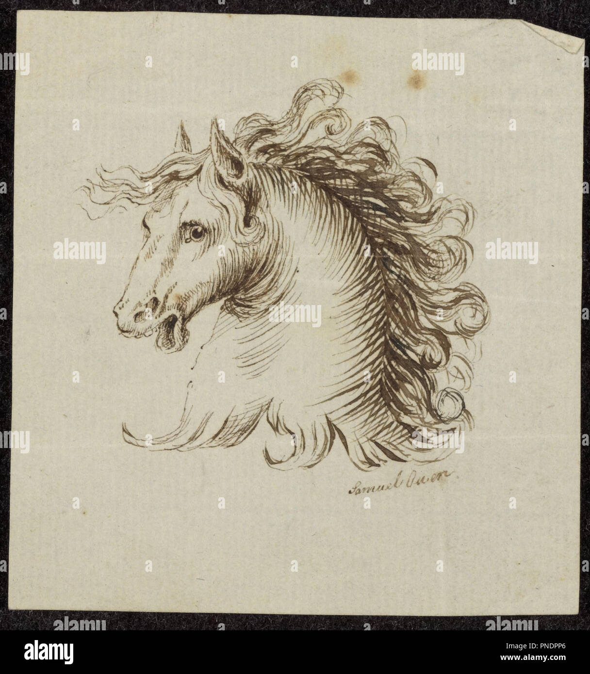 [Head of a Horse]. Date/Period: 1843 - 1845. Graphic art. Drawing in black ink. Height: 75 mm (2.95 in); Width: 71 mm (2.79 in). Author: Samuel H. Owen. Stock Photo