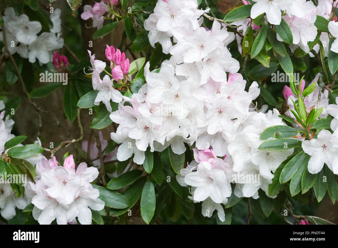 Rhododendron 'Halopeanum'  flowers. Stock Photo