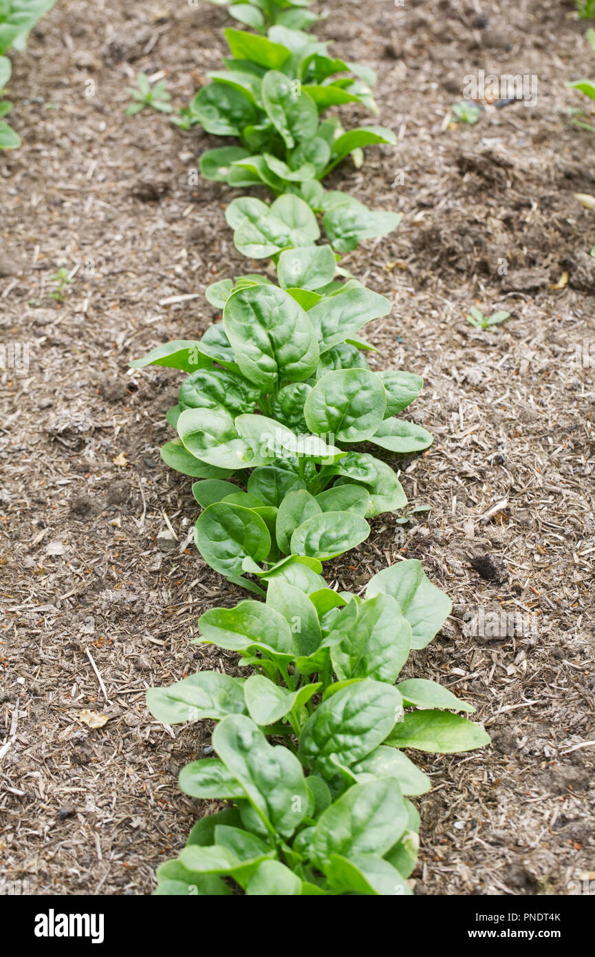 Spinach 'America' growing in the vegetable garden. Stock Photo
