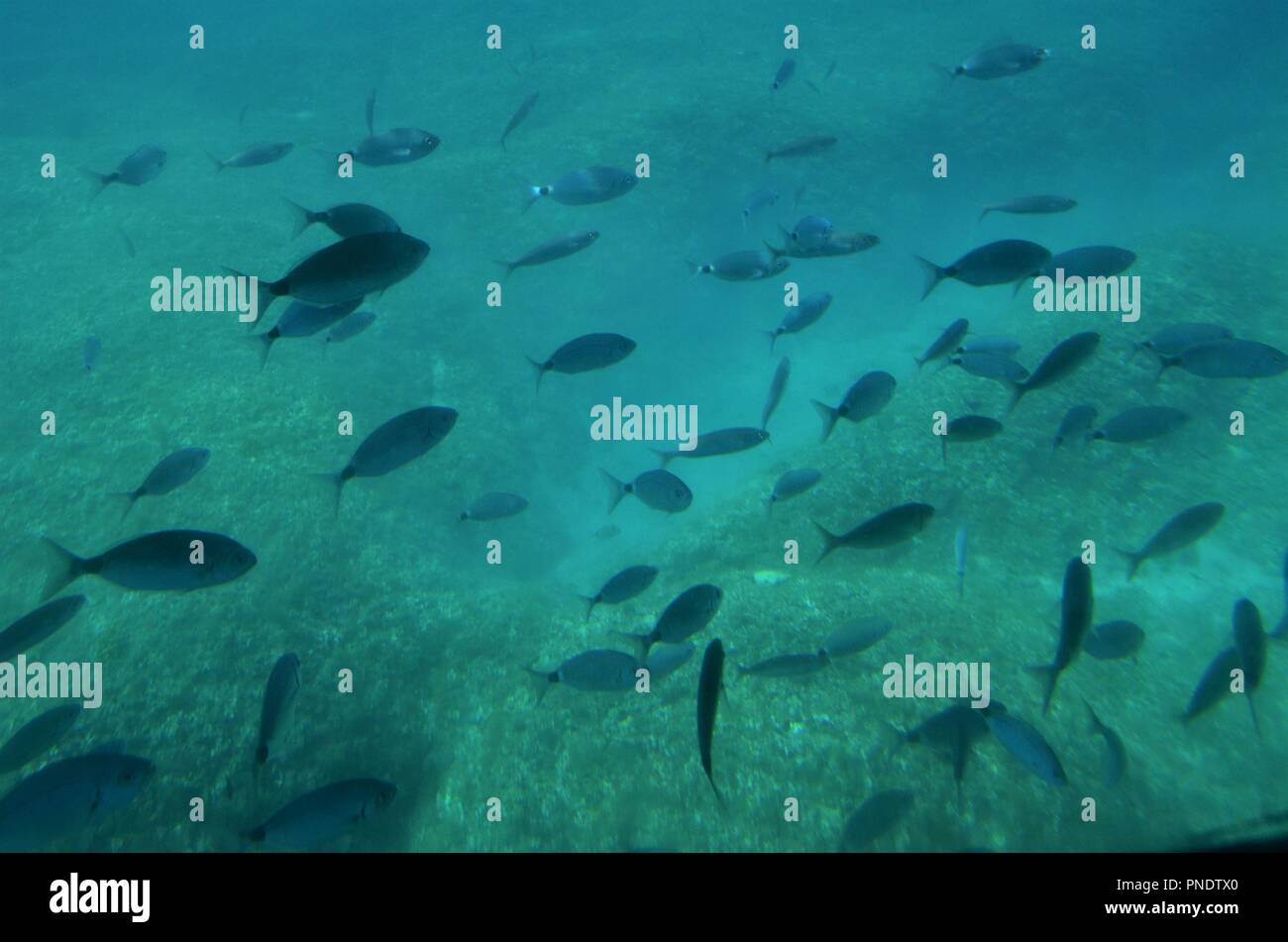 shoal of fish underwater in the sea endangered by microplastic and overfishing Stock Photo