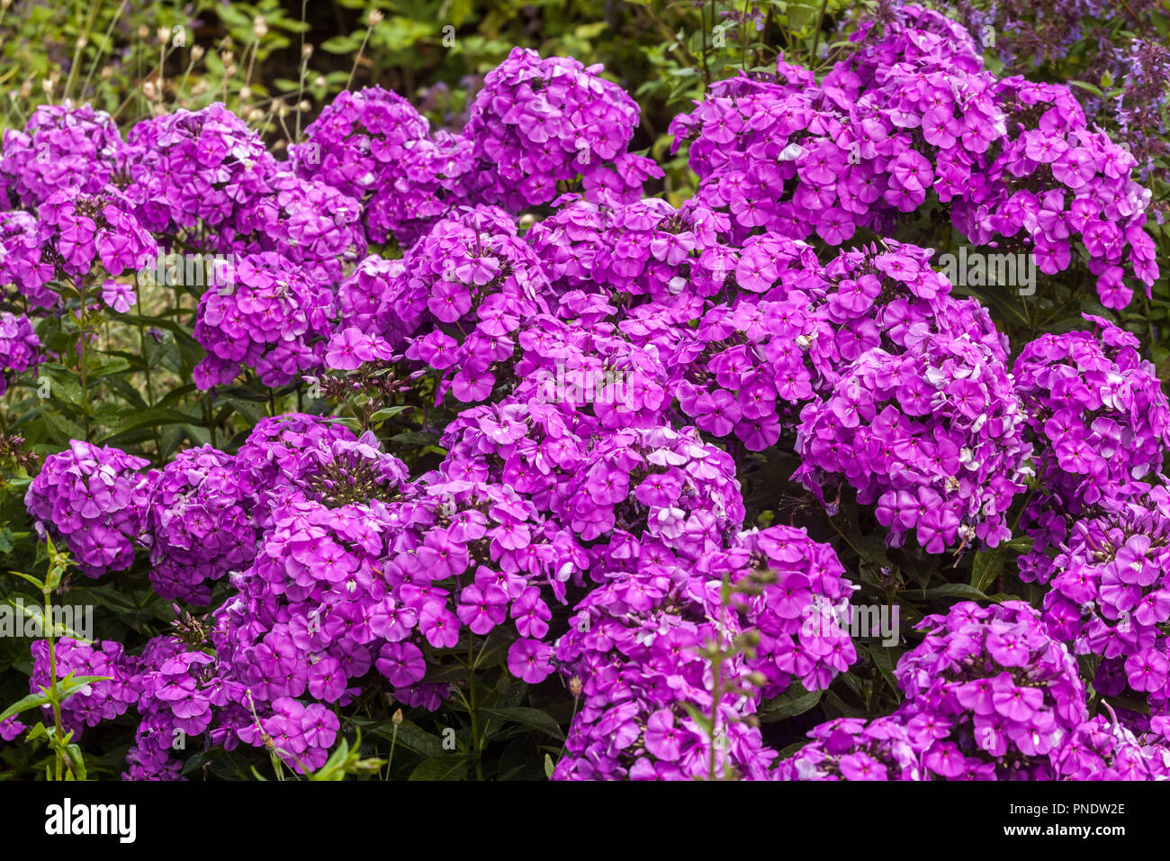 Garden Phlox paniculata, purple flowers Stock Photo
