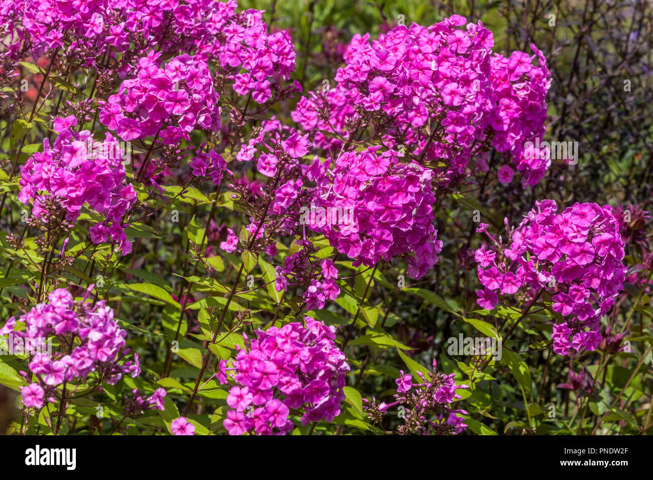 Garden Phlox paniculata, purple flower Stock Photo