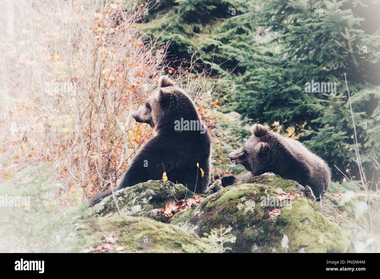 Brown bear (Ursus arctos arctos), outdoor enclosure, In the National ...