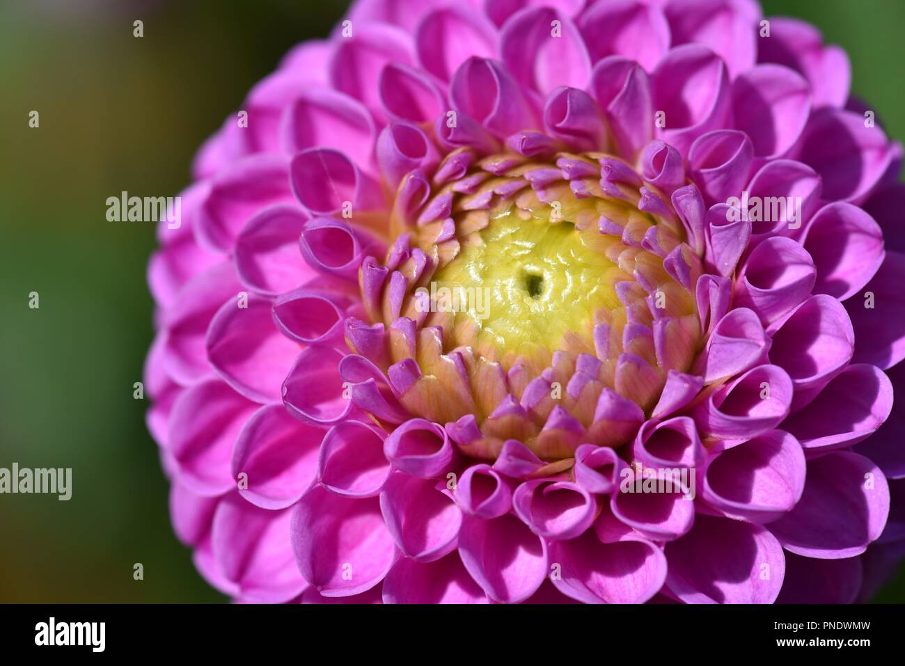 Dahlia (Asteraceae): the composite head of florets that make up a ball-shaped dahlia bloom Stock Photo