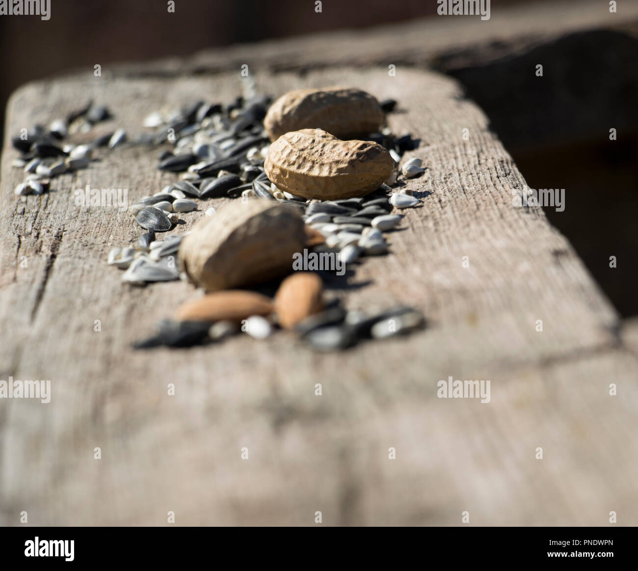 Bird eating sunflower seeds hires stock photography and images Alamy