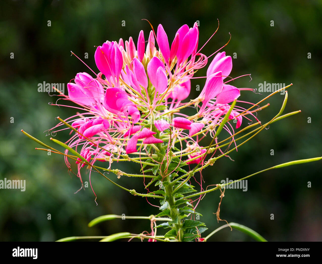 Beautiful pink Cleome bloom at Chenies Manor garden in late Summer. Stock Photo