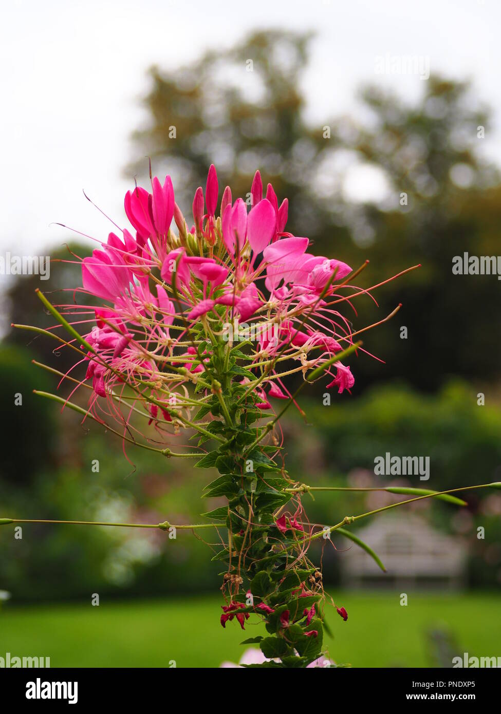 Beautiful pink Cleome bloom at Chenies Manor garden in late Summer. Stock Photo
