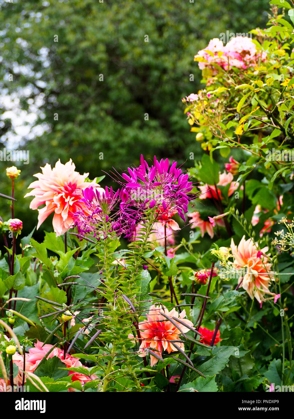 Stunning shades of pink dahlias and late summer flowers in the plant borders at Chenies Manor Garden, Buckinghamshire in September. Stock Photo