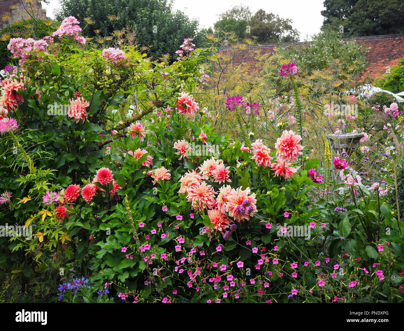 Stunning shades of pink dahlias and late summer flowers in the plant borders at Chenies Manor Garden, Buckinghamshire in September. Stock Photo