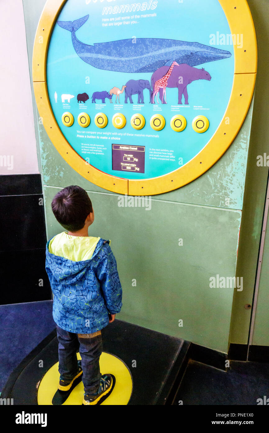 London England,UK,Kensington,Natural History Museum,inside interior,Blue Zone,mammals,interactive exhibit,weight comparison,Asian boy boys,male kid ki Stock Photo