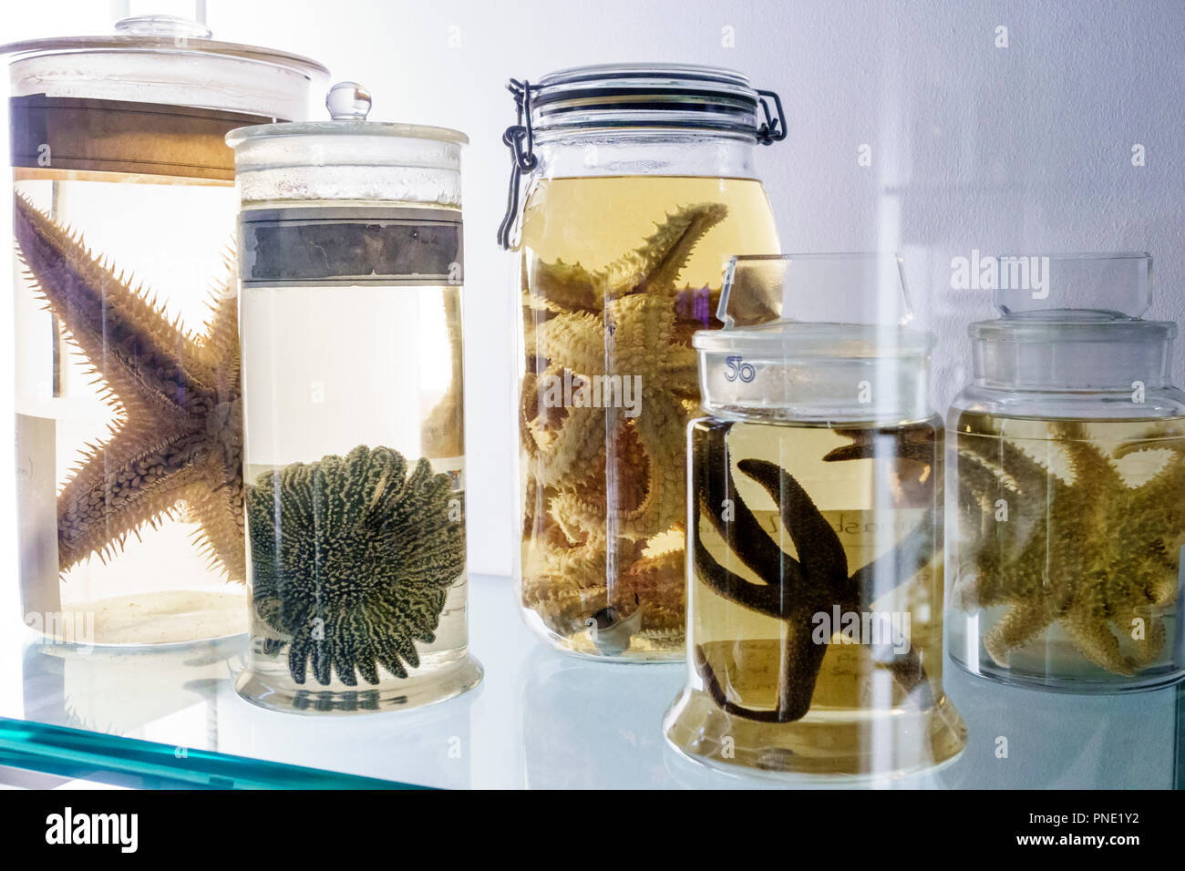 London England,UK,Kensington,Natural History Museum,inside interior,echinoderms specimen jars,marine invertebrates,starfish,UK GB English Europe Stock Photo