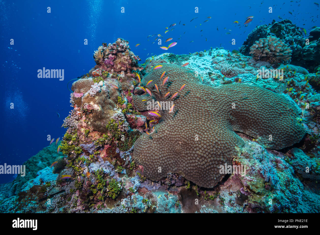reef scene Stock Photo