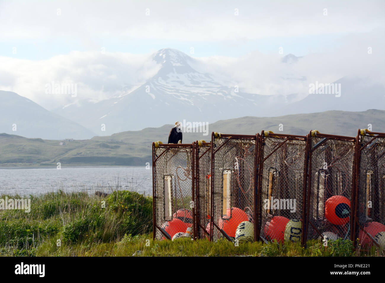 A bald eagle perched on a crab trap beside the Bering Sea in Dutch Harbor, Amaknak Island, Unalaska, Alaska, United States. Stock Photo
