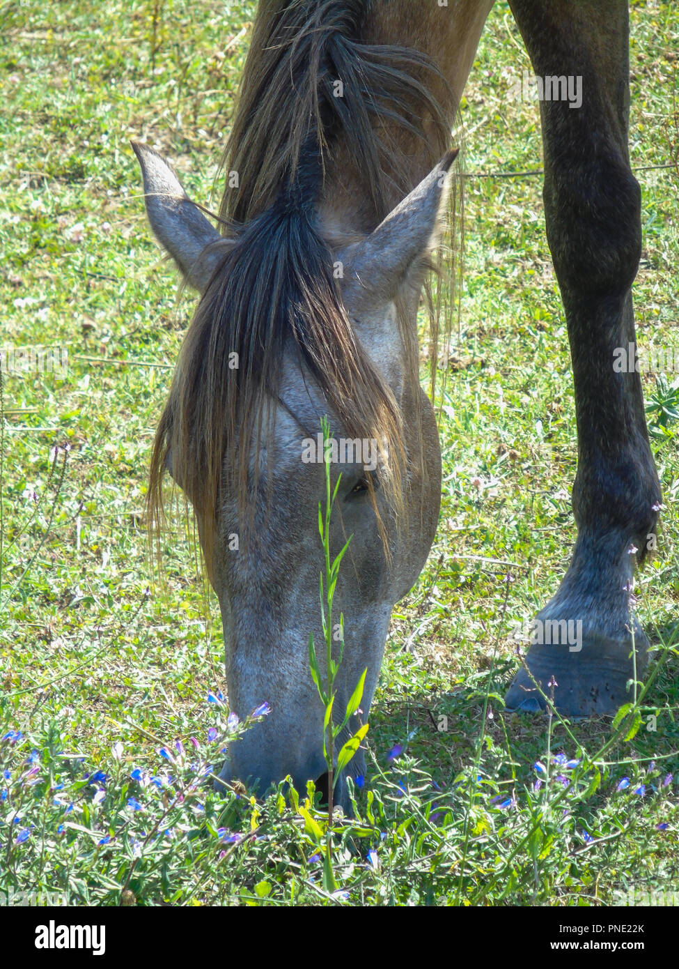 Image showcasing Horse eating grass Stock Photo - Alamy
