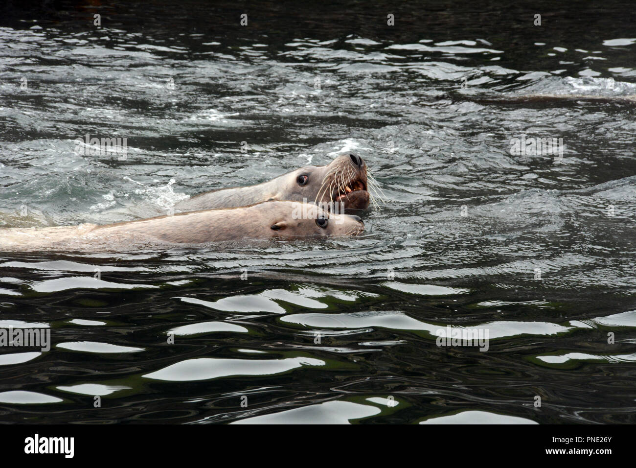 Two adult steller sea lions, part of a colony, swimming in the waters