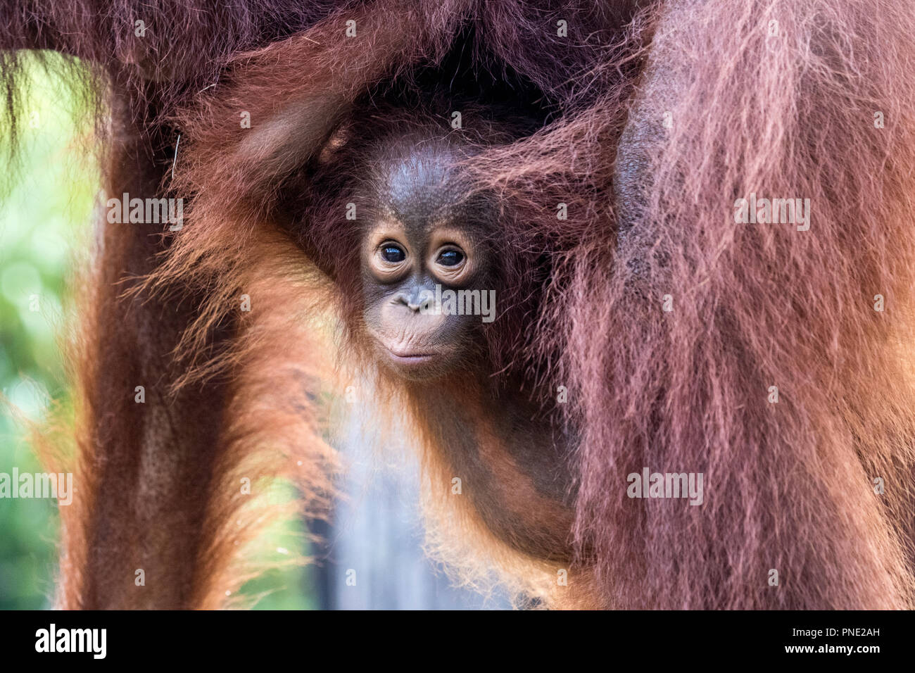 Mother and baby Bornean orangutans, Pongo pygmaeus, Buluh Kecil River,  Borneo, Indonesia. Stock Photo