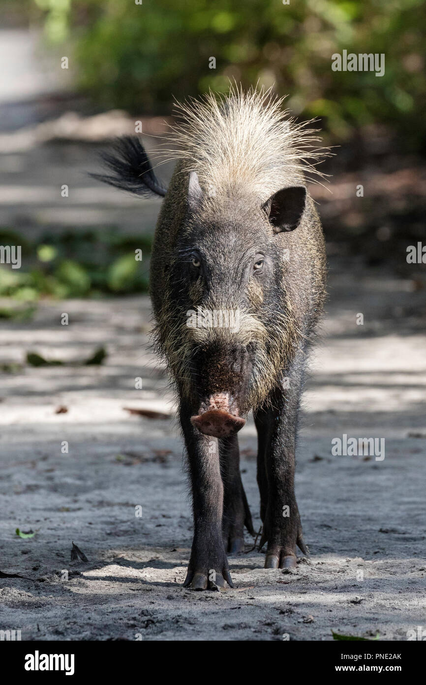 Adult Bornean bearded pig, Sus barbatus, Tanjung Puting National Park, Borneo, Indonesia. Stock Photo