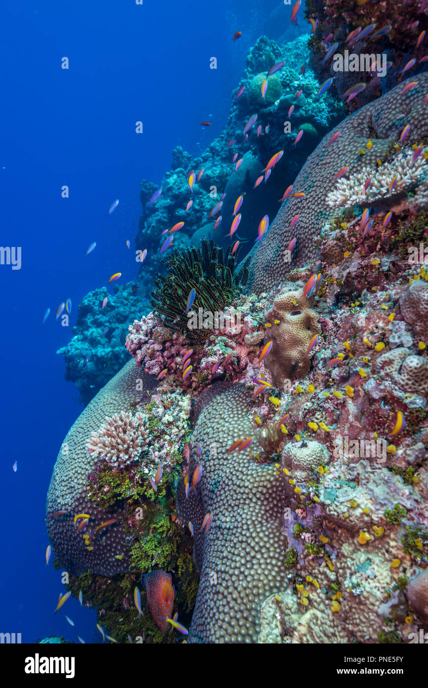 A school of Yellowback anthias (Pseudanthias evansi  (Smith, 1954)) swimming around edge of coral reef. Yap island Federated States of Micronesia Stock Photo