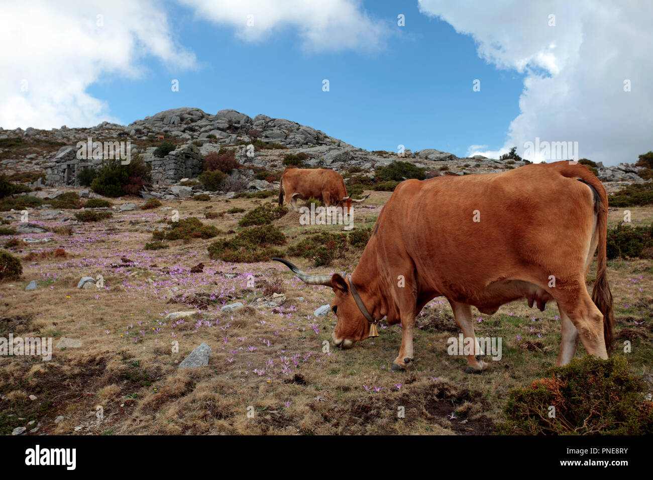 Mountain semi-wild cattle in a high mountain (Peneda - Geres, north of Portugal) Stock Photo