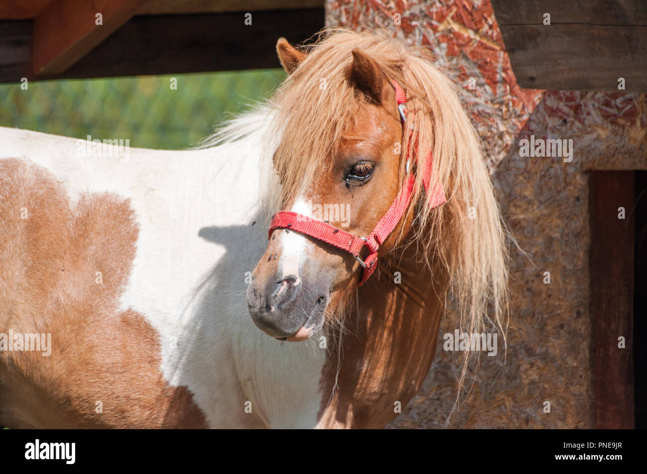 Close-up of caramel pony on pasture Stock Photo