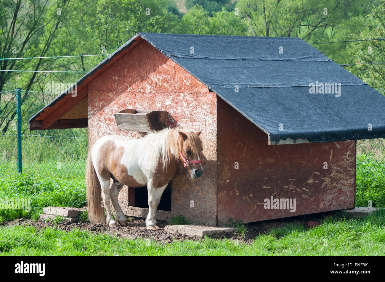Little caramel pony hiding under animal's hut Stock Photo