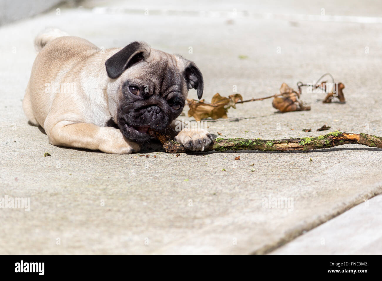 Cute Pug Puppy Chewing on a Stick Stock Photo