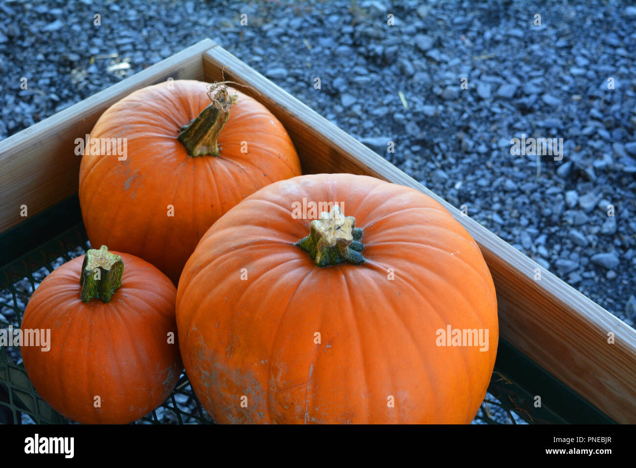 Three pumpkins in a cart after being picked from a pumpkin patch. Stock Photo
