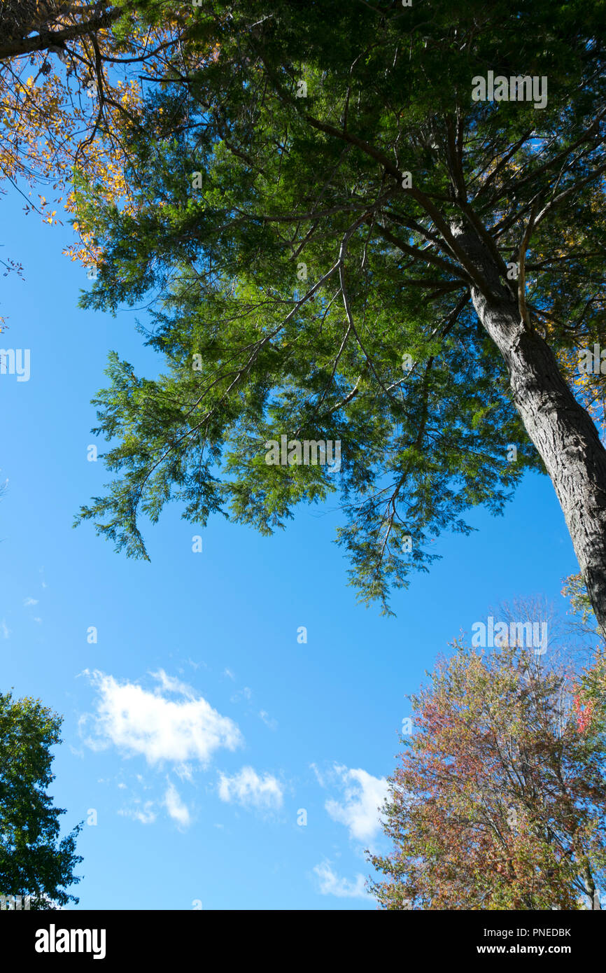 Low angle shot of a tall pine tree and blue skies Stock Photo - Alamy