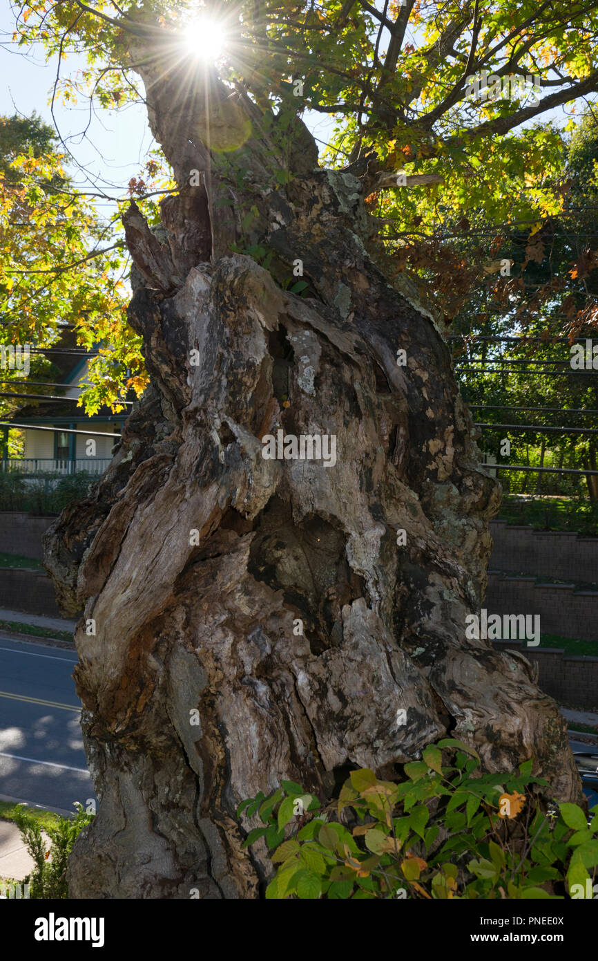 Sun shining through the crown of an old oak tree Stock Photo - Alamy