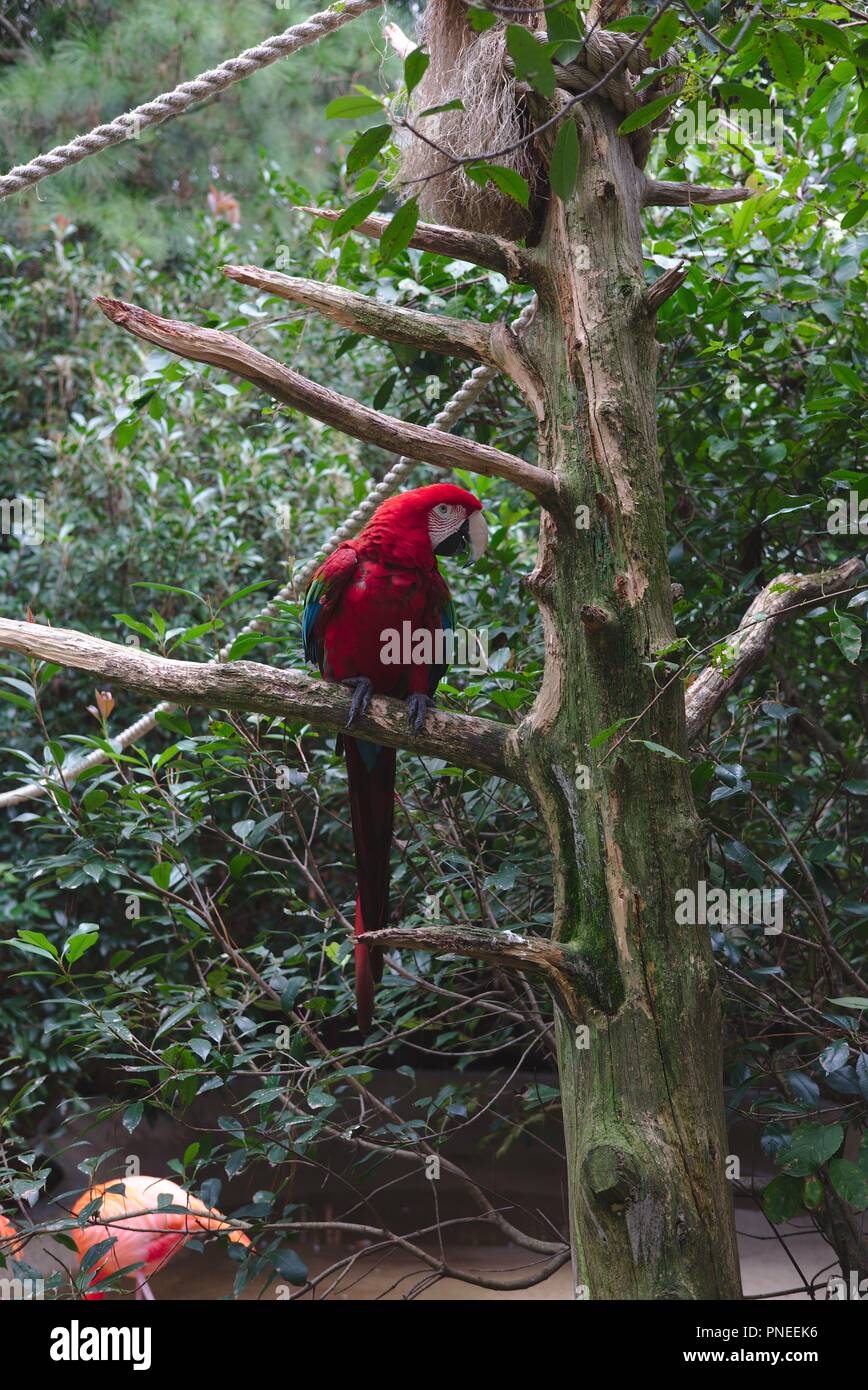 Scarlet macaw  (Ara macao)  sits on a habitat branch. Stock Photo