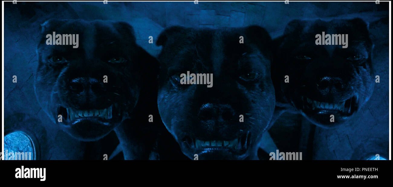 Harry Potter Chien A 3 Tete Chien Nouvelles