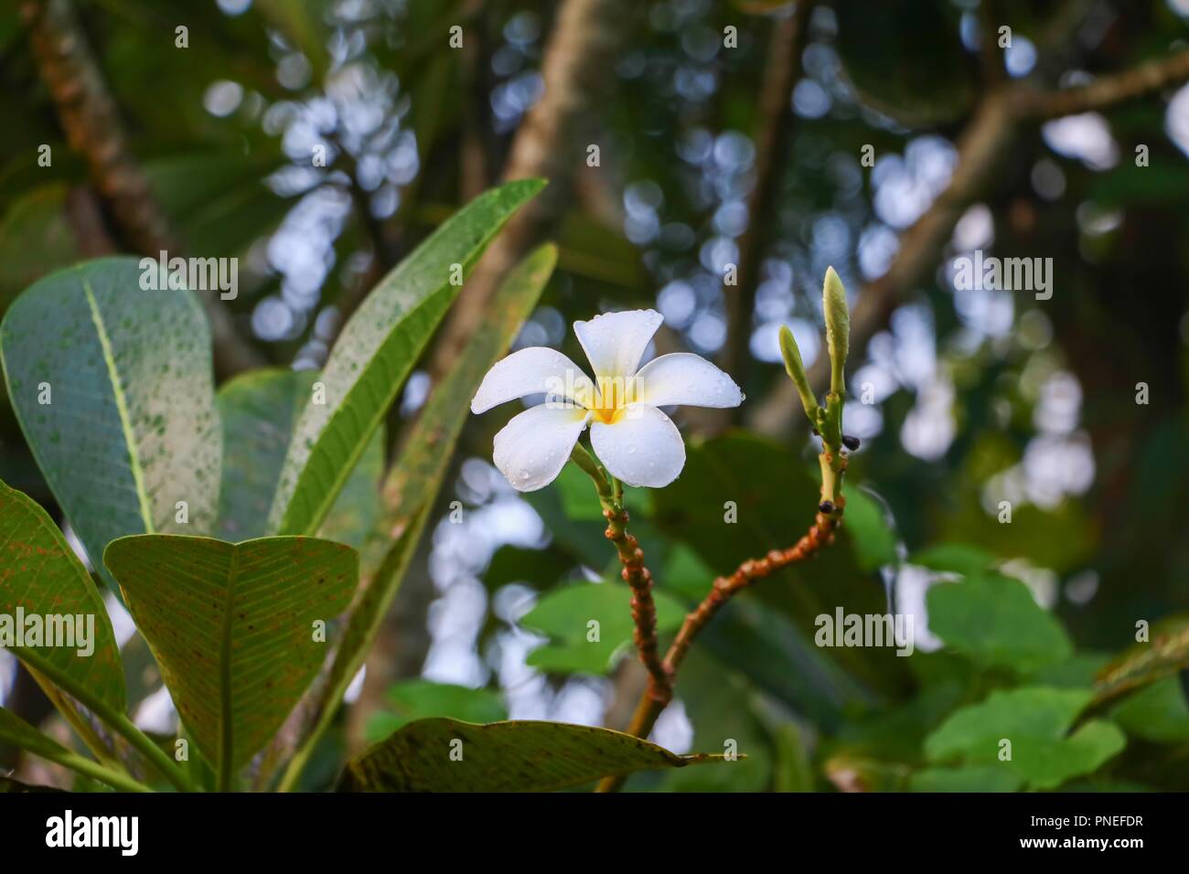 plumeria flower desert rose white and drop of water beautiful on the