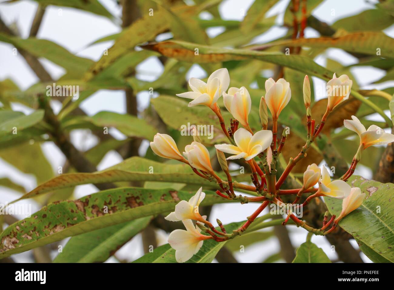 plumeria flower desert rose yellow and drop of water beautiful on the