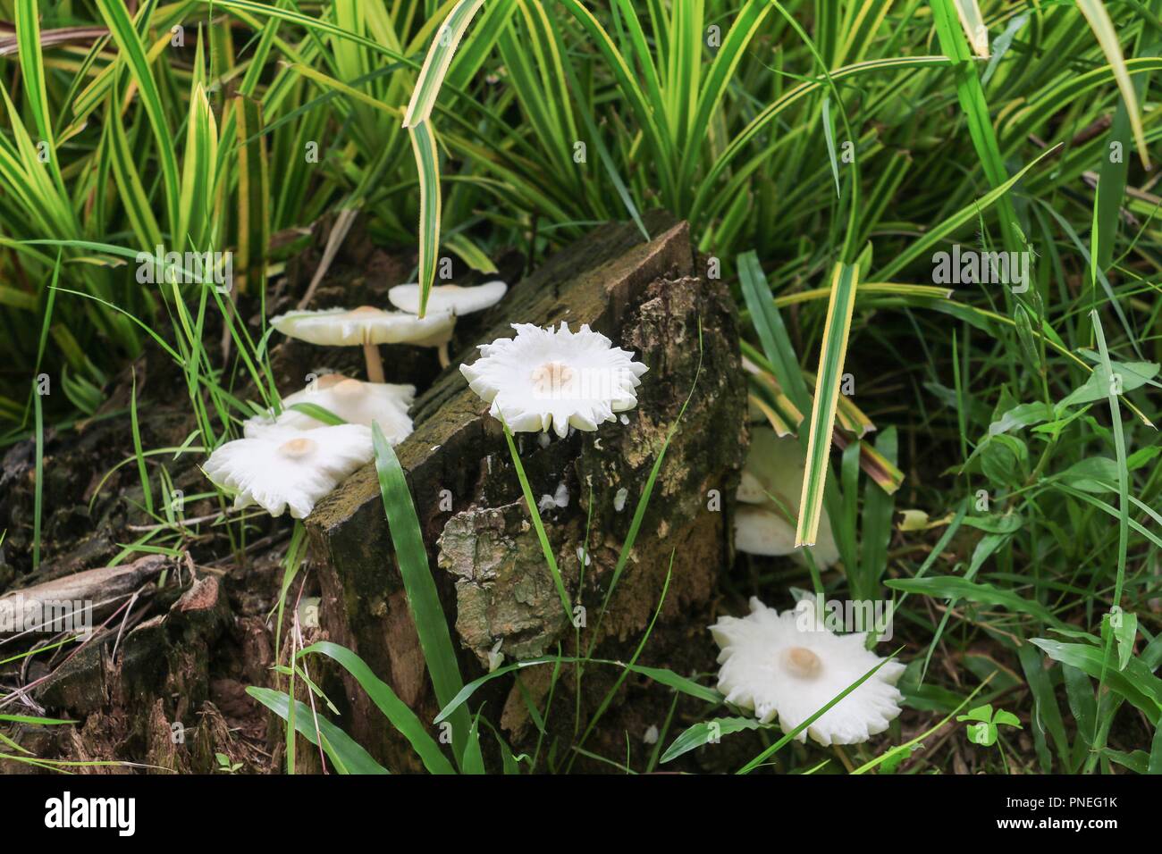 mushroom in nature beautiful on the floor grass, select focus with shallow depth of field. Stock Photo