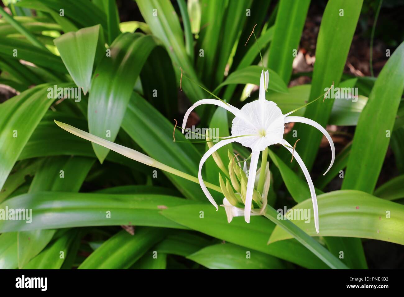 Spider Lily flower white in a garden ( Crinum asiaticum) Stock Photo