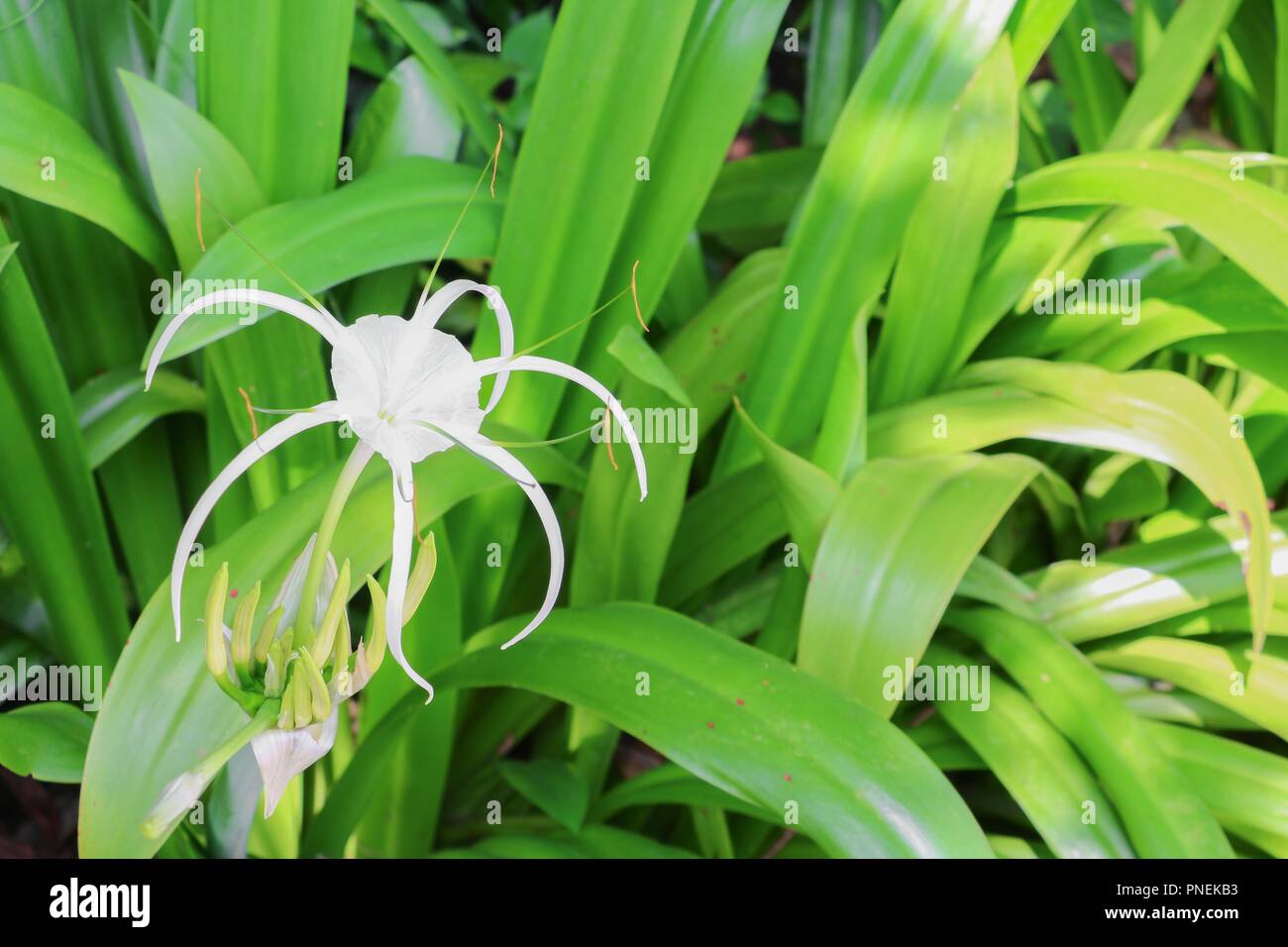 Spider Lily flower white in a garden ( Crinum asiaticum) Stock Photo