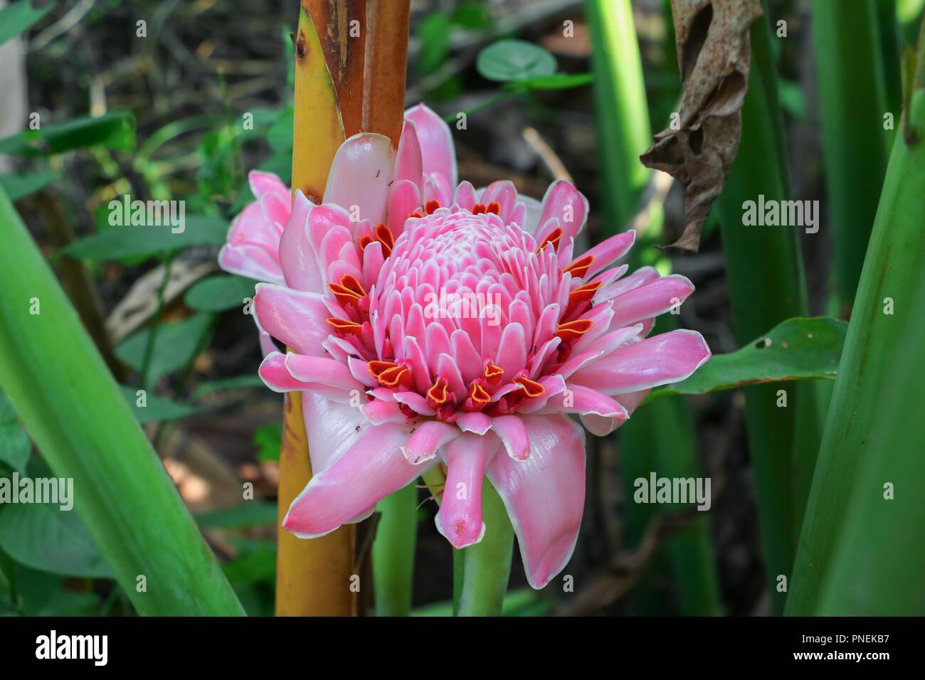 etlingera elatior  local flower,  family zingiberaceae, bohol philippines Stock Photo