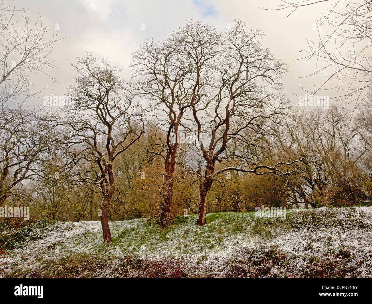 Download Trees With Curly Branches On A Slope With Snow In Bourgoyen download-trees-with-curly-branches-on-a-slope-with-snow-in-bourgoyen