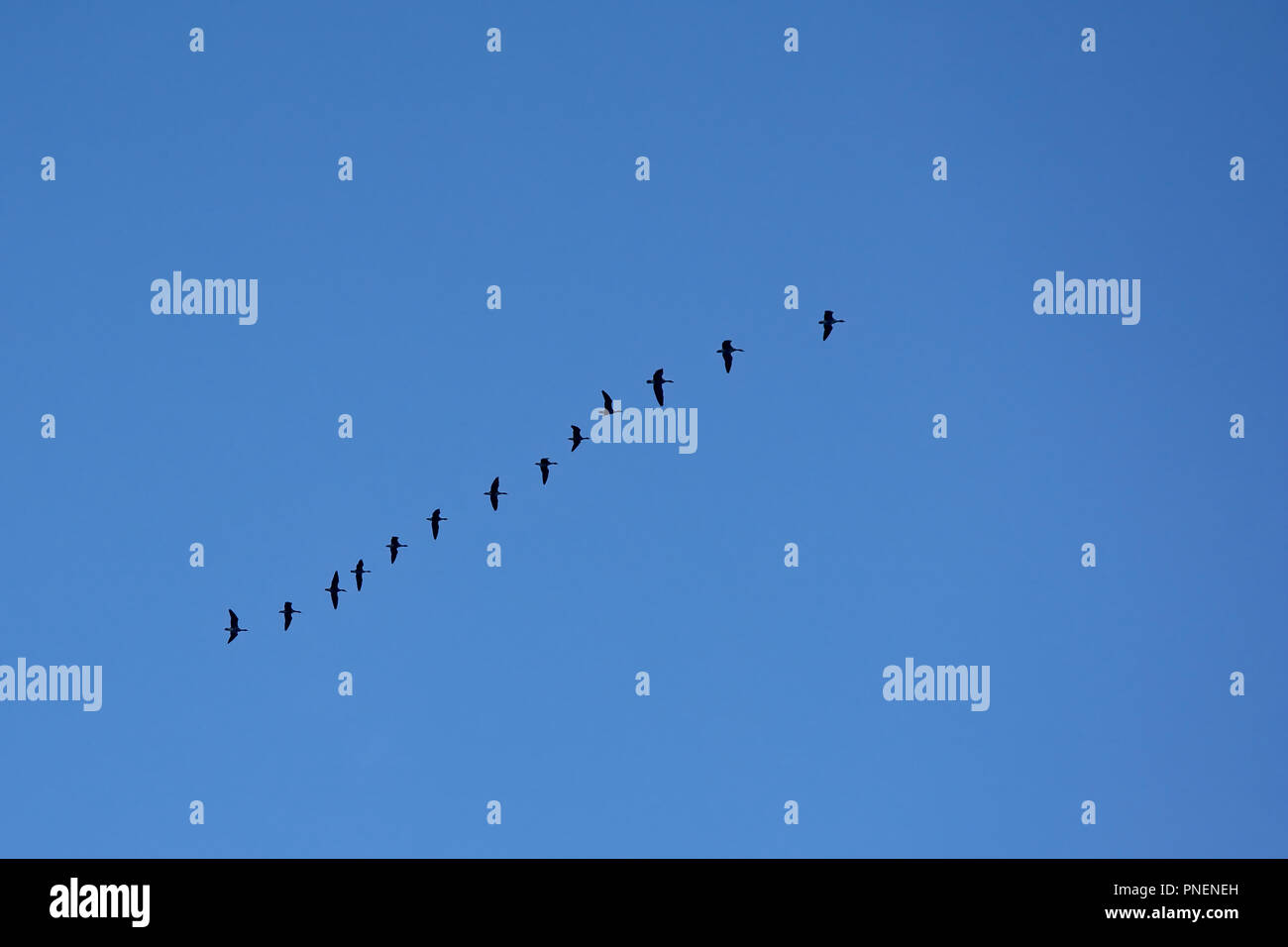 Group of geese in flight on a clear blue sky, view from below anatidae Stock Photo Alamy