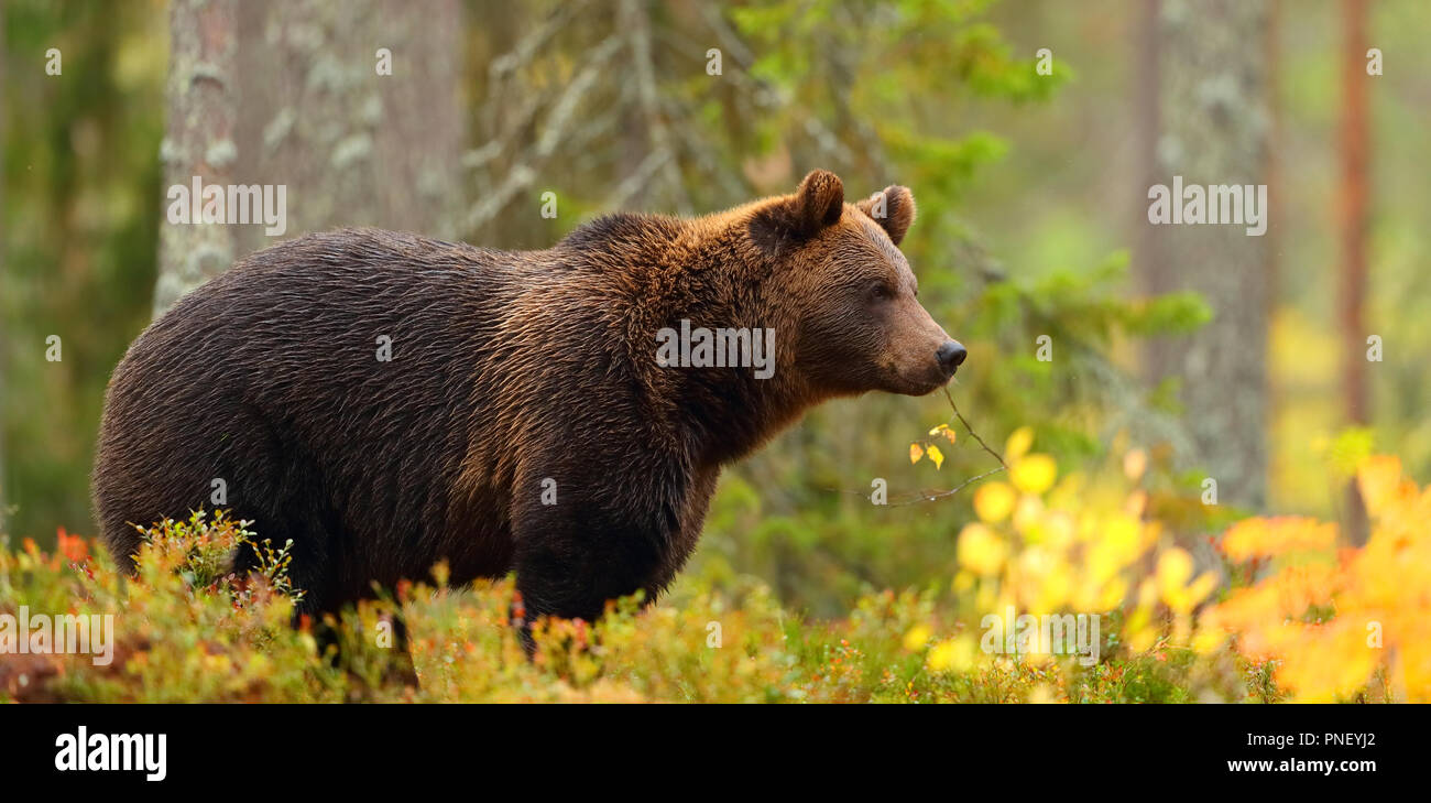 Side view portrait of a big brown bear in a forest Stock Photo